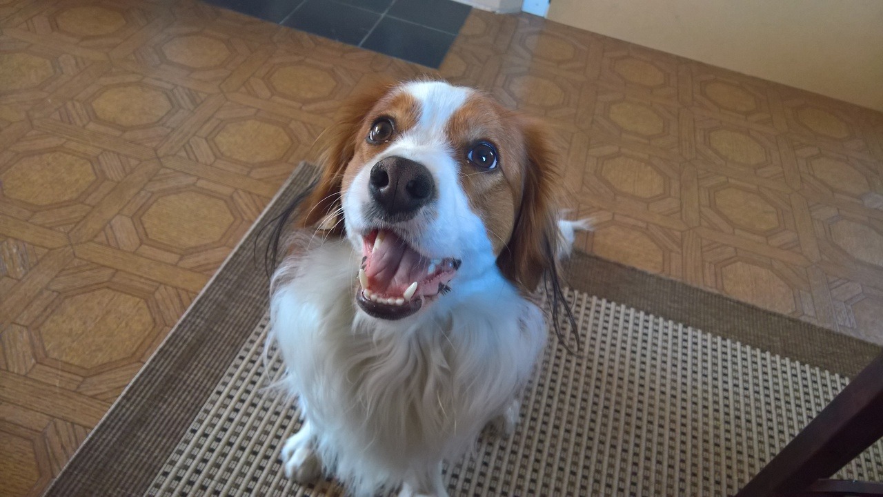 马雷罗犬