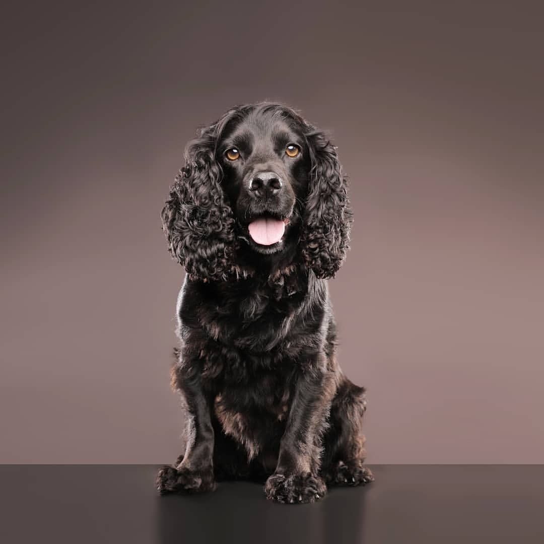 小贝塞格里芬犬
