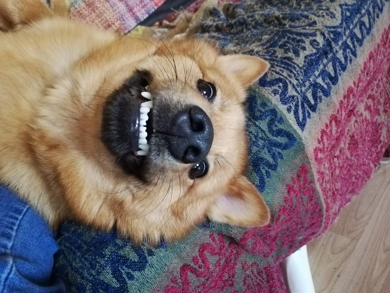 阿克萨拉伊獒犬