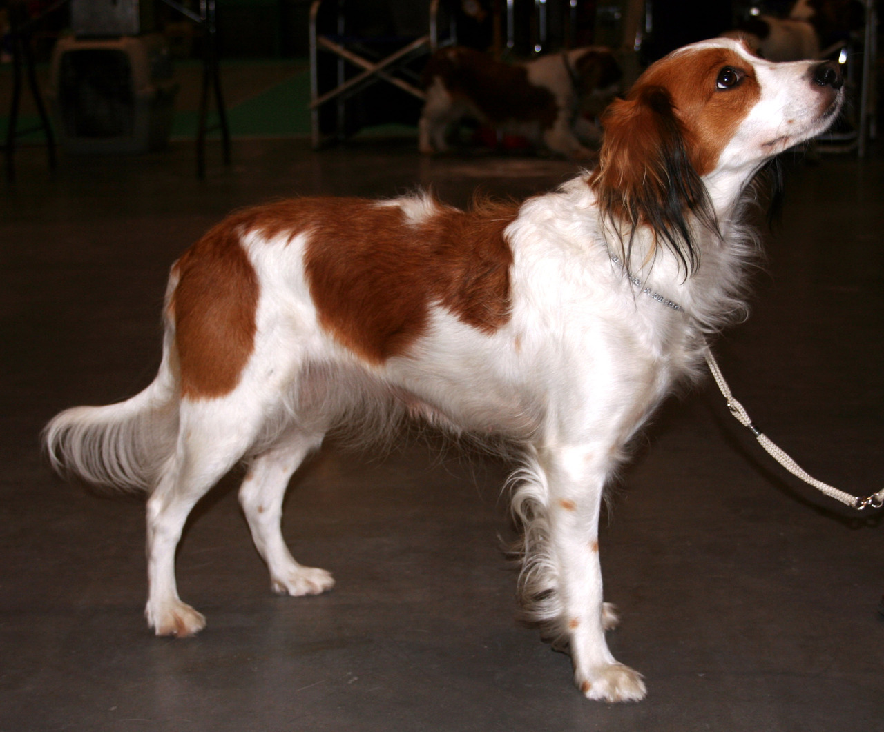 Black and Tan Coonhound