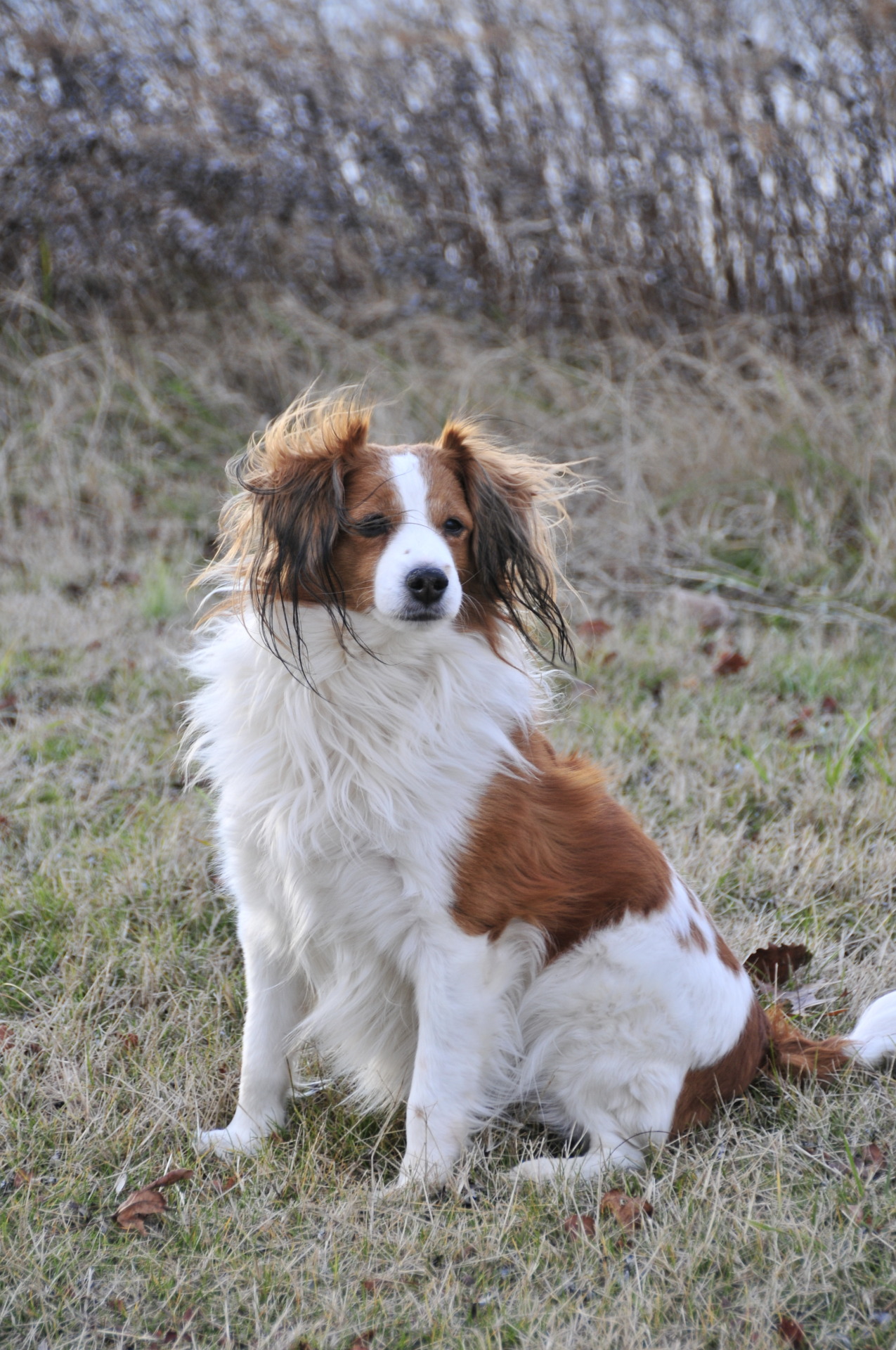 Large Münsterländer - breed photo
