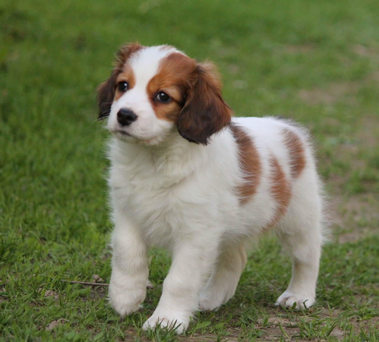 Bohemian Spotted Dog