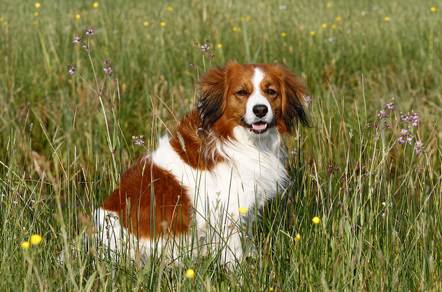 Sealyham Terrier