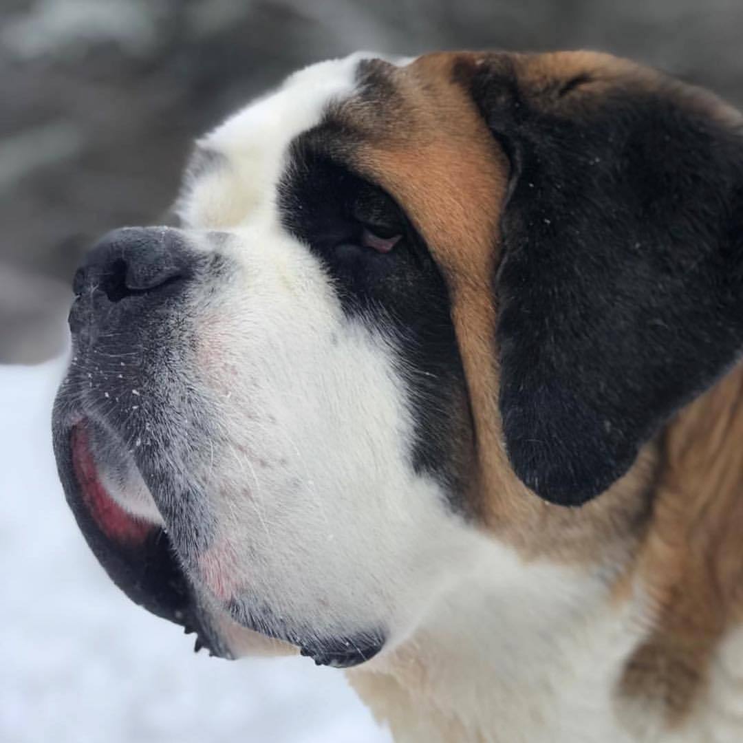 史密斯菲尔德犬