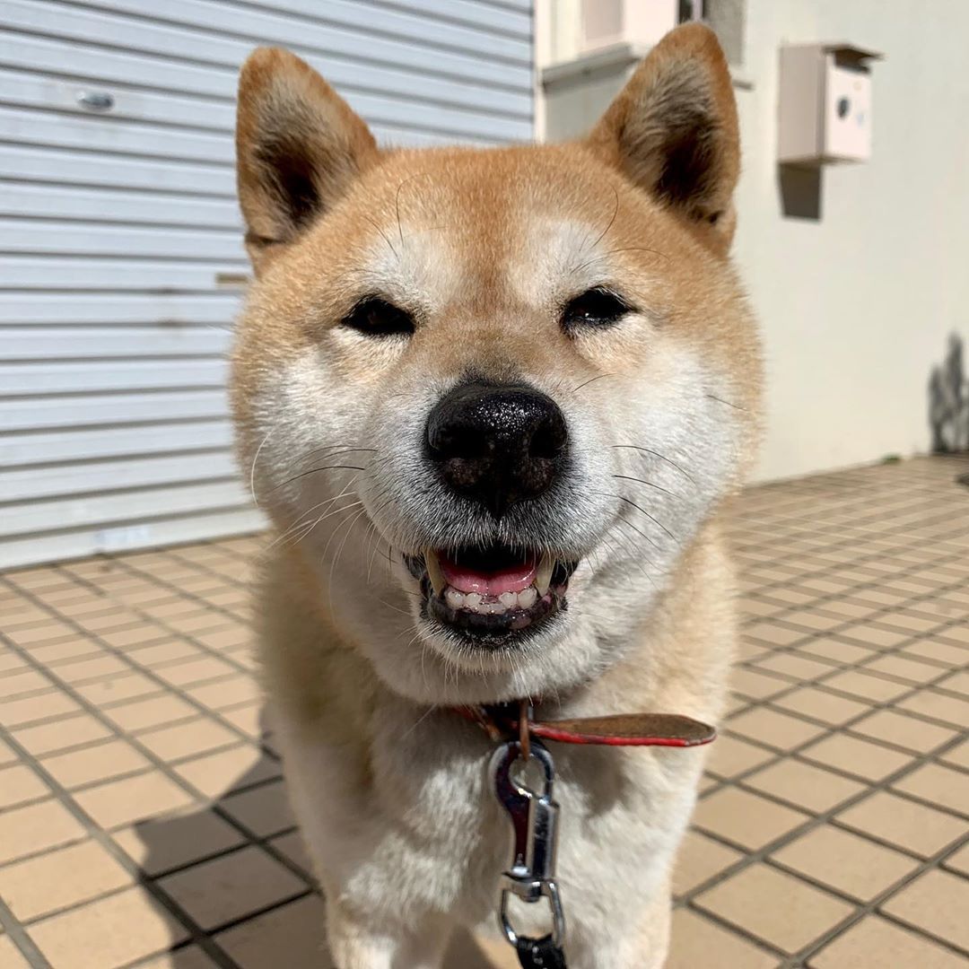 北京犬贵宾犬