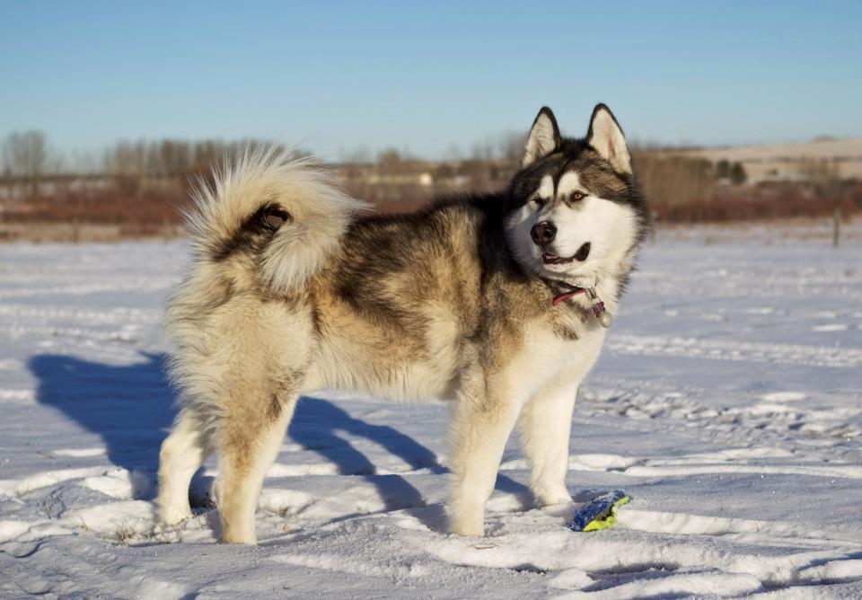 Central Asian Shepherd Dog - breed photo