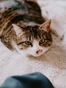 2026 Winter Pet Warming Guide