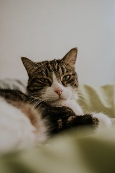 Domestic Cats: Behavior and Care Essentials