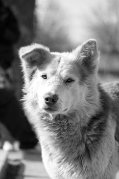 The Real Meaning of a Dog's Tail Waving