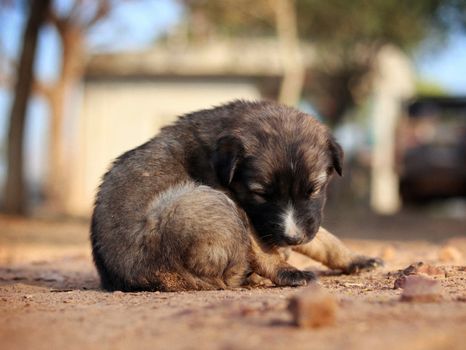 Winter Pet Care: Keeping Pets Warm and Safe