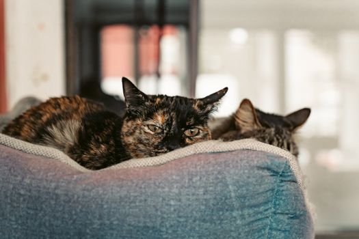 Persian Cat: Daily Care for the Flat-Faced Longhair
