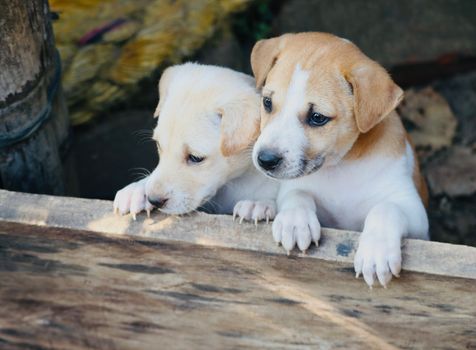 Search and Rescue Dogs: Noses That Save Lives