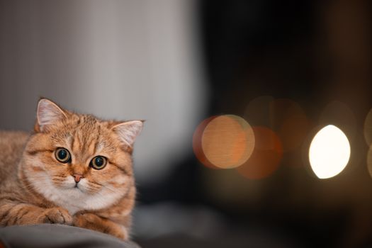 Adding a Second Pet to Your Family