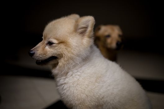 Guide Dogs: Training and the Human Partnership
