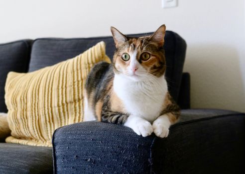 Toxoplasmosis and Pets: What Owners Should Know