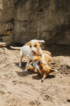 Dog Care Essentials: The Basics Every Owner Needs