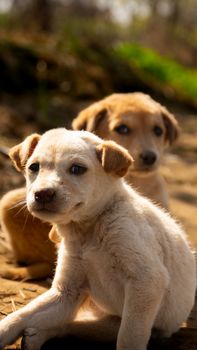 Canine Parvovirus: A Dangerous but Preventable Disease