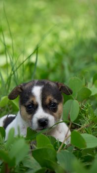 About Dogs: History and the Human Bond