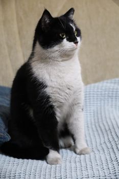 About Cats: Nature, Behavior, and Care