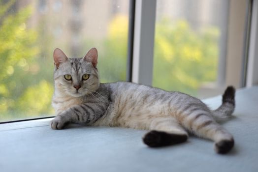 Foods That Are Toxic to Pets: A Complete Safety Guide