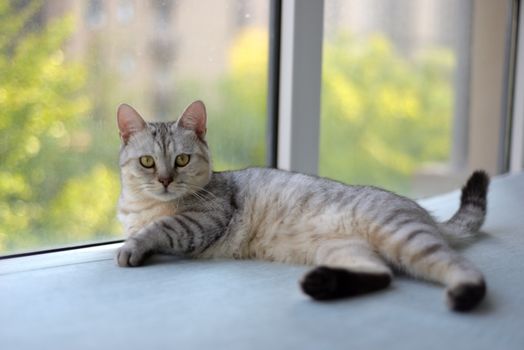 Pet First Aid: What to Do in an Emergency