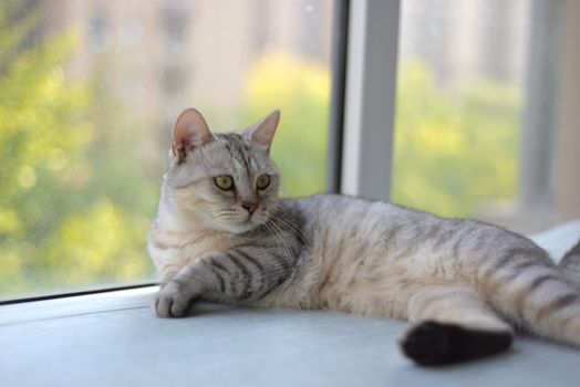 British Shorthair: Characteristics and Care for the Round Blue Cat