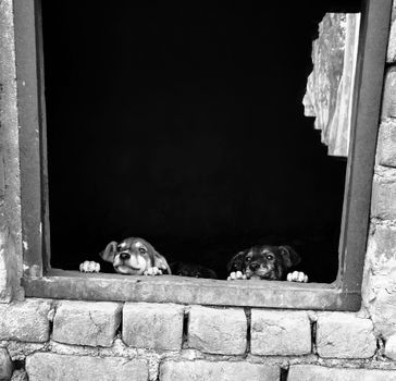 Senior Dog Care Guide: Supporting Your Dog Through the Later Years