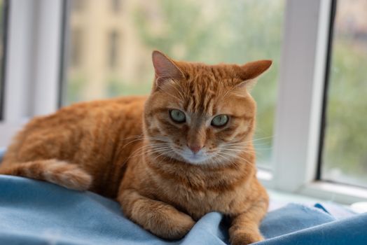 Ragdoll: Is This the Right Cat for You?
