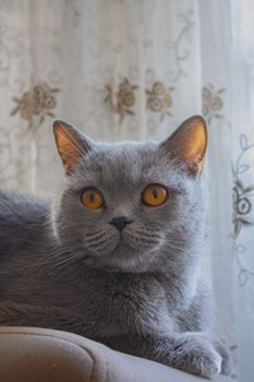 Common Pet Skin Conditions and How to Prevent Them