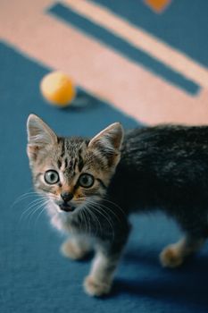 American Shorthair: Is This the Right Cat for You?