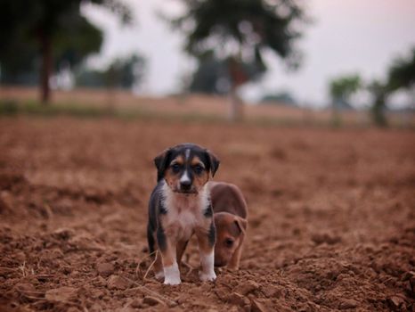 Your Puppy's First Week at Home: A Day-by-Day Guide