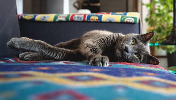 Peaceful Coexistence Between Cats and Dogs: Managing the Long Term
