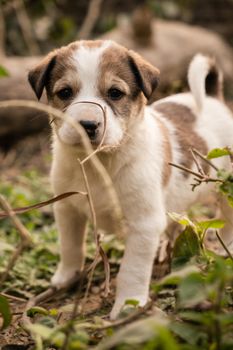 German Shepherd: Is This the Right Dog for You?