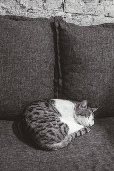 Cat Food: How to Choose the Best Diet for Your Cat