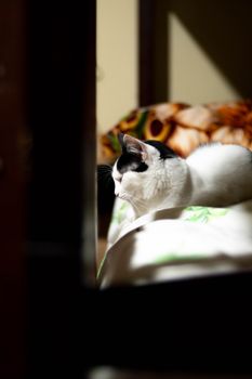 Cat Litter: Types and How to Choose the Right One