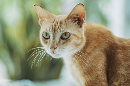 2026 Pet Illness Signs Identification Guide