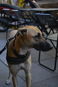 Canine Distemper: Symptoms, Treatment and Prevention