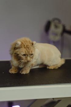 猫咪毛球症预防与处理指南