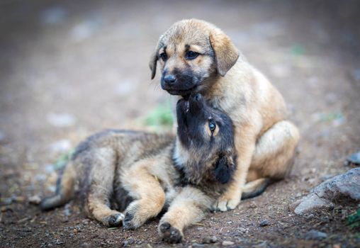 Helping Cats and Dogs Live Together Peacefully