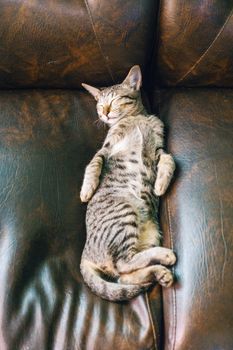 Persian: Is This the Right Cat for You?