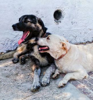 German Shepherd: The Ultimate Work Dog Care Guide