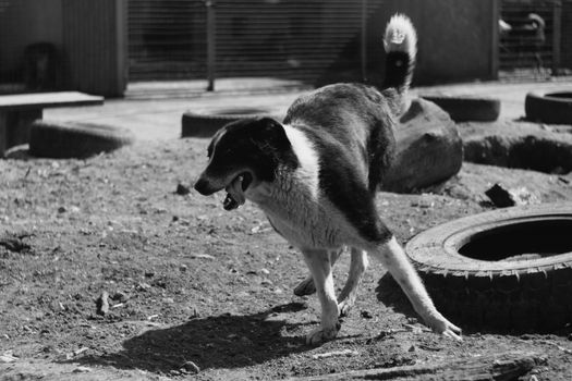 Domestic Dogs: Types, Roles, and Temperaments