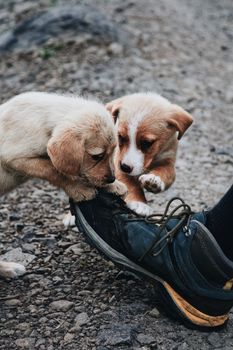 2026 Guide to Correcting Separation Anxiety in Dogs